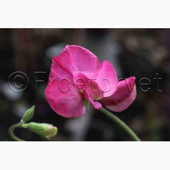 Lathyrus odoratus Sunshine Cerise - rteblomst( 20 fr)