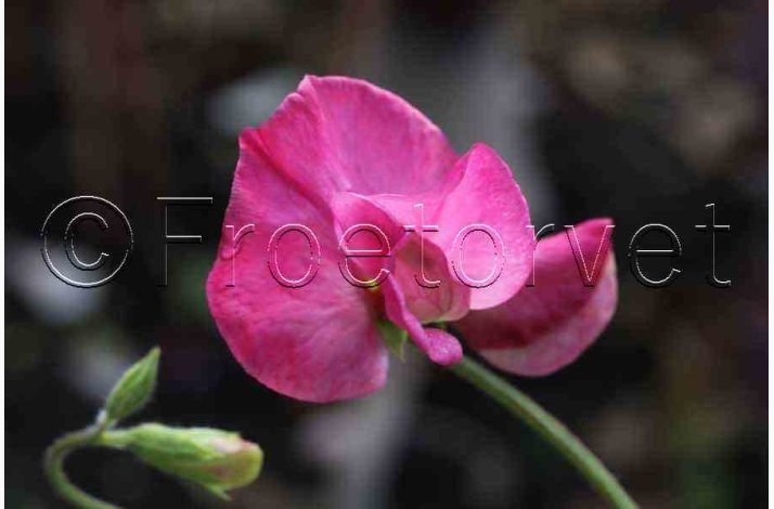 Lathyrus odoratus Sunshine Cerise - rteblomst( 20 fr)