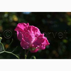 Lathyrus odoratus Sunshine Cerise - rteblomst( 20 fr)