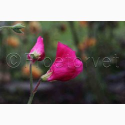 Lathyrus odoratus Sunshine Cerise - rteblomst( 20 fr)
