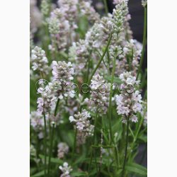 Lavandula angustifolia ellagance pink - Lavendel (20 fr)