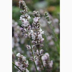 Lavandula angustifolia ellagance pink - Lavendel (20 fr)
