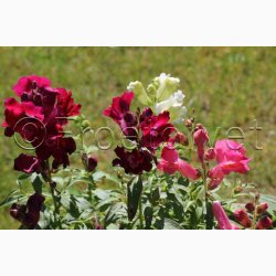 Lwenmulchen - Lvemund halvhj miks