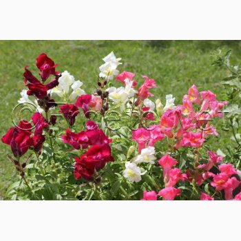 Lwenmulchen - Lvemund halvhj miks