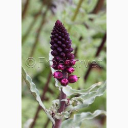Lysimachia atropurpurea Beaujolais- Fredls (min. 50 fr)