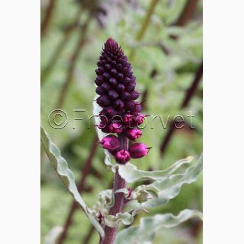 Lysimachia atropurpurea Beaujolais- Fredls (min. 50 fr)