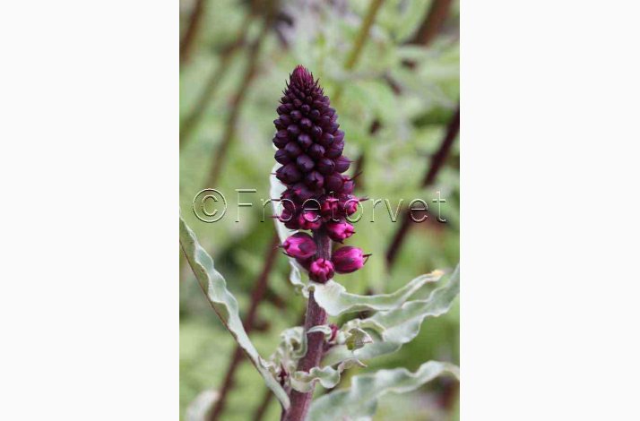 Lysimachia atropurpurea Beaujolais- Fredls (50 fr)