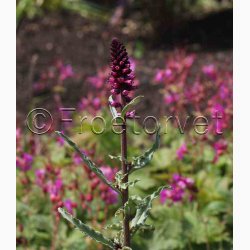 Lysimachia atropurpurea Beaujolais- Fredls (min. 50 fr)