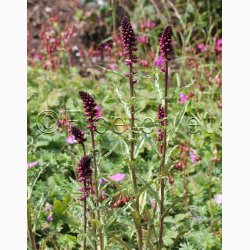 Lysimachia atropurpurea Beaujolais- Fredls (min. 50 fr)