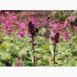 Lysimachia atropurpurea Beaujolais- Fredls (min. 50 fr)