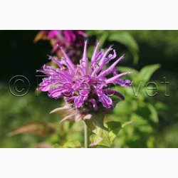 Fr, MONARDA Didyma, vinrd, lilla, rosa og lyserde toner - hestemynte (50 fr)