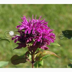 Fr, MONARDA Didyma, vinrd, lilla, rosa og lyserde toner - hestemynte (50 fr)