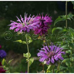 Fr, MONARDA Didyma, vinrd, lilla, rosa og lyserde toner - hestemynte (50 fr)