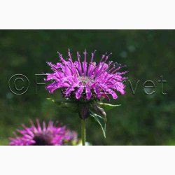 Fr, MONARDA Didyma, vinrd, lilla, rosa og lyserde toner - hestemynte (50 fr)