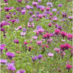 Fr, MONARDA Didyma, vinrd, lilla, rosa og lyserde toner - hestemynte (50 fr)