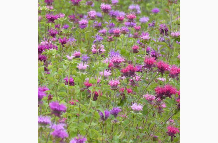 Fr, MONARDA Didyma, vinrd, lilla, rosa og lyserde toner - hestemynte (50 fr)