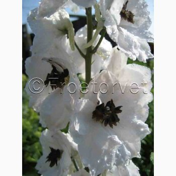 Delphinium pacific Hybrid Magic Fountains White, Dark bee- Ridderspore ( 20 fr)