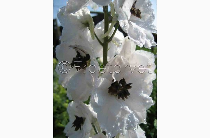 Delphinium pacific Hybrid Magic Fountains White, Dark bee- Ridderspore ( 20 fr)