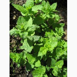 Mentha spicata (V) -Gr�n mynte (ca. 150 fr�)