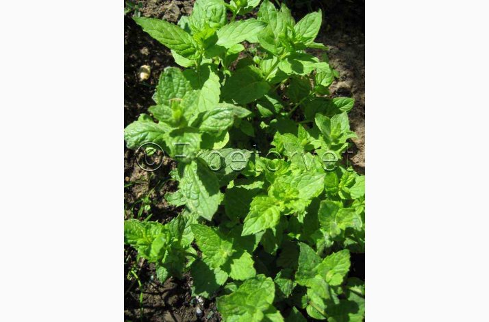 Mentha spicata (V) -Gr�n mynte (ca. 150 fr�)