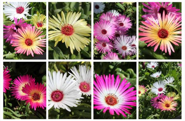 Dorotheanthus b. Sunshine Mix - Middagsblomst