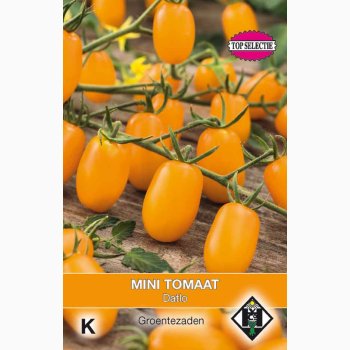Minitomat � Lycopersicon esculentum �Datlo� � Fr� (50 stk)