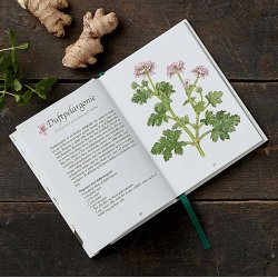 MIT GRNNE APOTEK - Naturens lgeurter af AneMette Olesen, bog