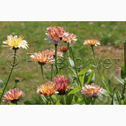 Morgenfrue Bronze Beauty (min. 40 fr)