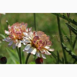 Morgenfrue Bronze Beauty (min. 40 fr)