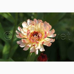 Morgenfrue Bronze Beauty (min. 40 fr)