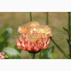 Morgenfrue Bronze Beauty (min. 40 fr)