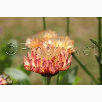 Morgenfrue Bronze Beauty (min. 40 fr)