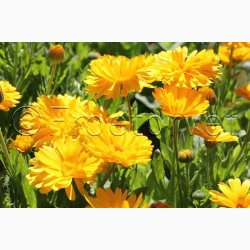 Morgenfrue, Have-Double Lemon (min 70 fr)