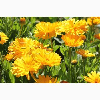 Morgenfrue, Have-Double Lemon (min 70 fr)