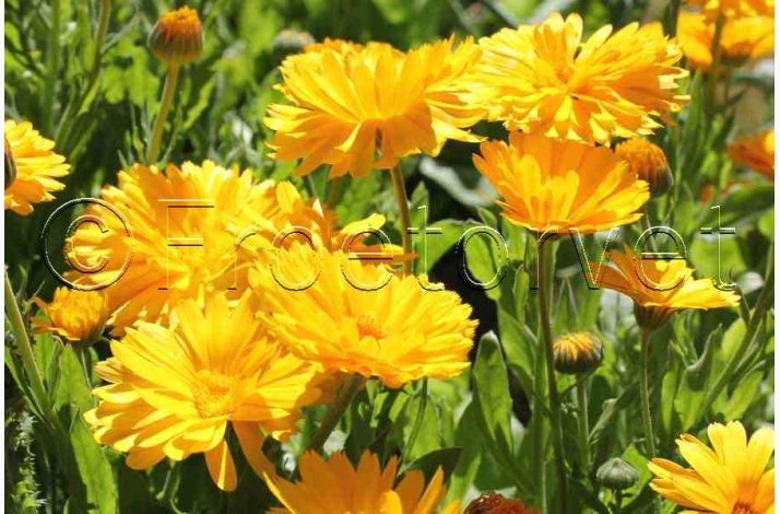 Morgenfrue, Have-Double Lemon (min 70 fr)