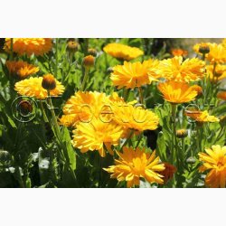 Morgenfrue, Have-Double Lemon (min 70 fr)