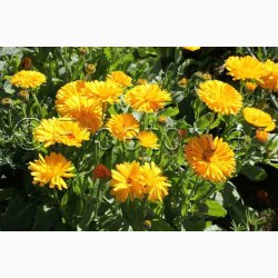 Morgenfrue, Have-Double Lemon (min 70 fr)