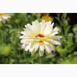 Morgenfrue � Calendula officinalis �Ivory Princess� � Fr� (min. 70 stk.)