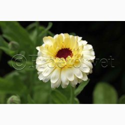 Morgenfrue � Calendula officinalis �Ivory Princess� � Fr� (min. 70 stk.)
