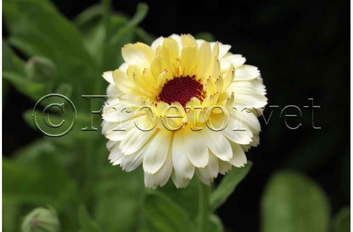 Morgenfrue � Calendula officinalis �Ivory Princess� � Fr� (min. 70 stk.)