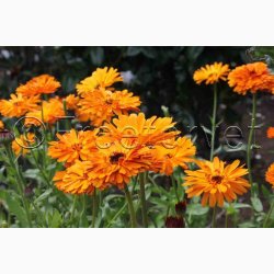 CALENDULA officinalis Touch of Red miks - Morgenfrue ( min. 100 fr + 25 overpacked)