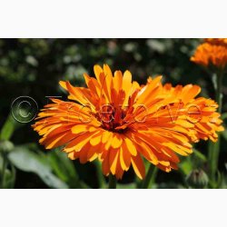 Morgenfrue Playtime mix ( min.10 fr)