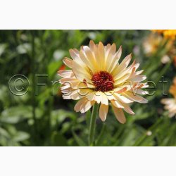 Morgenfrue Playtime mix ( min.10 fr)