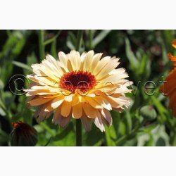 Morgenfrue Playtime mix ( min.10 fr)