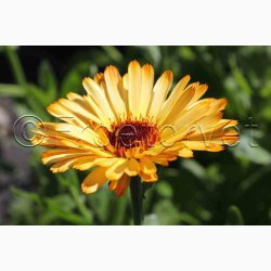 Morgenfrue Playtime mix ( min.10 fr)