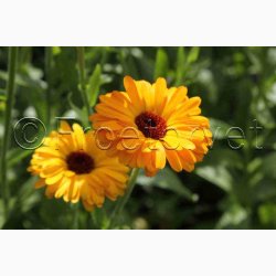 Morgenfrue Playtime mix ( min.10 fr)