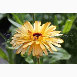 Morgenfrue Playtime mix ( min.10 fr)