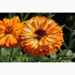 Morgenfrue Playtime mix ( min.10 fr)