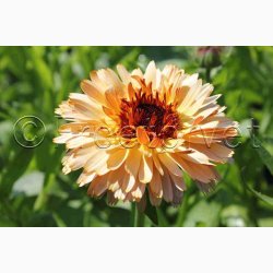 Morgenfrue Playtime mix ( min.10 fr)