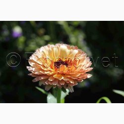 Morgenfrue Pygmy Buff - Morgenfrue (min. 65 fr)